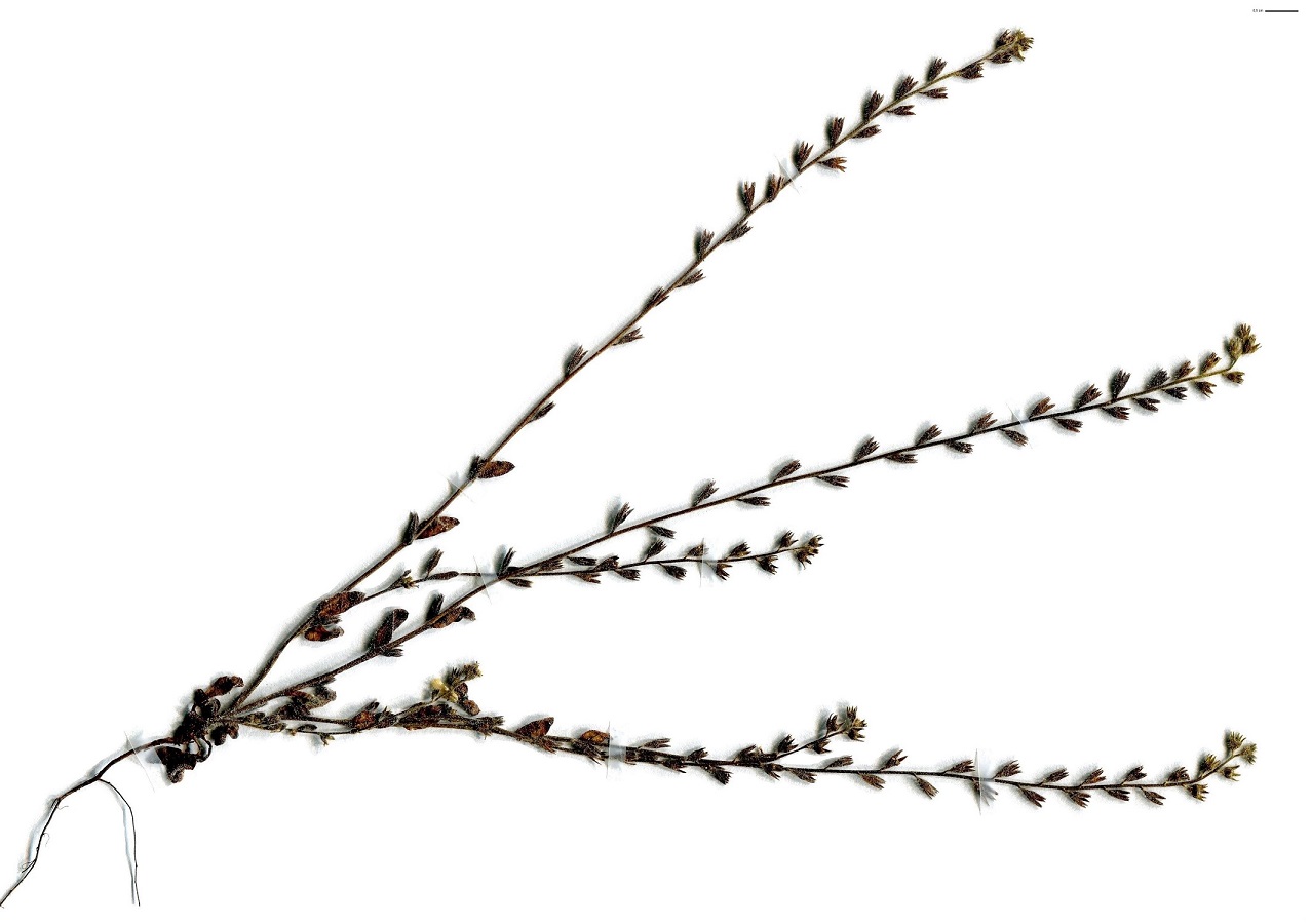 Myosotis stricta (Boraginaceae)